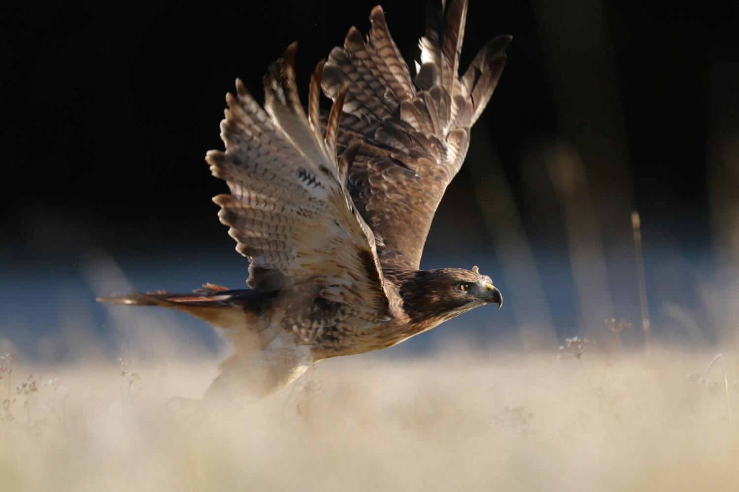 shutterstock 1603134580 qd0fnr52jlogwd29 dwrdw wHyz83S Ørn letter fra gresset.